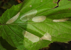 Phyllonorycter coryli