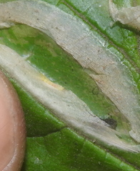 Phyllonorycter coryli