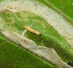 Phyllonorycter coryli