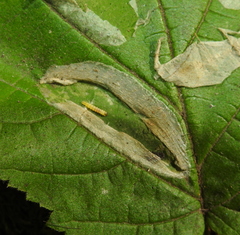 Phyllonorycter coryli