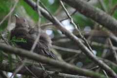 Turdus leucomelas