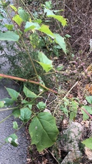 Chenopodiastrum hybridum