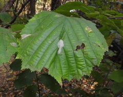 Phyllonorycter coryli