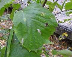 Phyllonorycter coryli