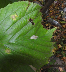 Phyllonorycter coryli