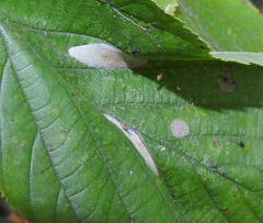 Phyllonorycter coryli