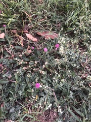 Portulaca grandiflora