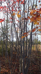 Acer rubrum image