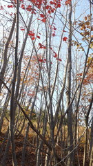 Acer rubrum image