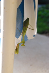 Sphodromantis