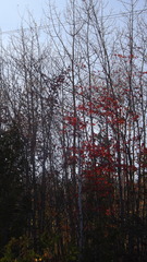Acer rubrum image