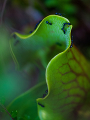 Dolichoderus taschenbergi