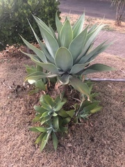 Agave mitis