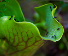Dolichoderus taschenbergi