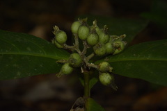 Ixora polyantha