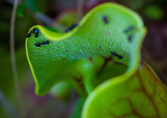 Dolichoderus taschenbergi