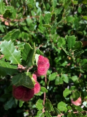 Andricus crystallinus