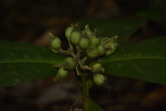 Ixora polyantha