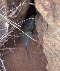 Arvicanthini