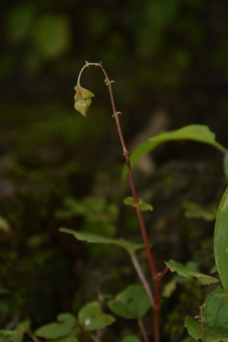 Image of Begonia crenata by (c) Siddarth Machado, some rights reserved (CC BY)