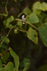 Begonia canarana