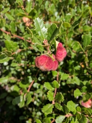 Andricus crystallinus