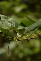 Dendrolobium triangulare