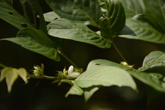 Dendrolobium triangulare