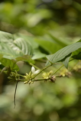 Dendrolobium triangulare