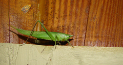 Neoconocephalus nebrascensis