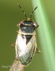 Geocoris megacephalus
