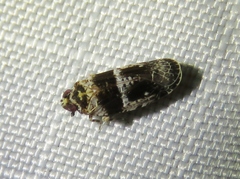 Catonia texana