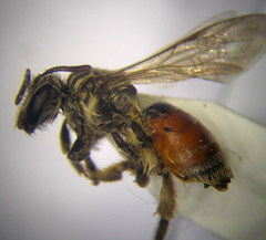 Andrena semirubra