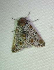 Harrisimemna trisignata