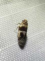 Catonia texana