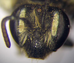 Andrena semirubra