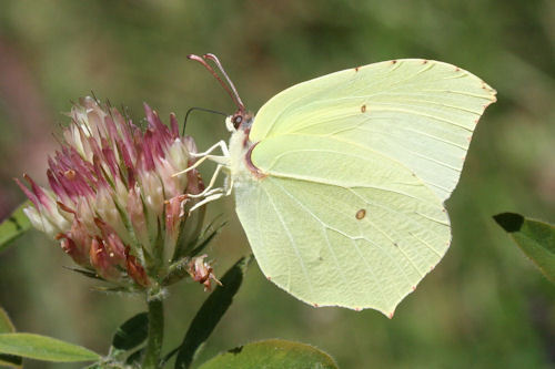 Powdered Brimstone