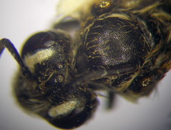 Andrena semirubra