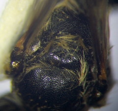 Andrena semirubra