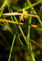 Xyris difformis
