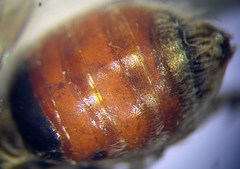 Andrena semirubra