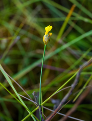 Xyris difformis