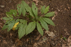 Embelia tsjeriam-cottam