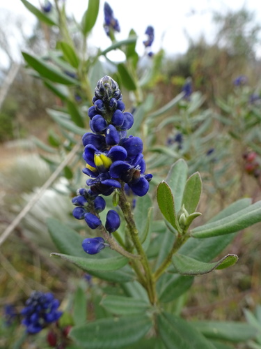 Monnina aestuans