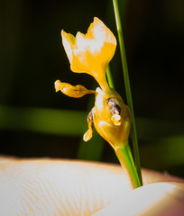 Xyris difformis