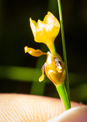 Xyris difformis