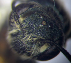 Andrena semirubra