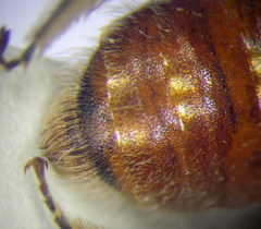 Andrena semirubra