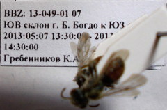 Andrena semirubra