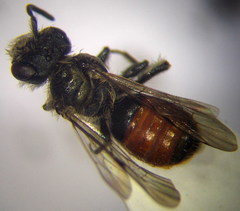 Andrena semirubra